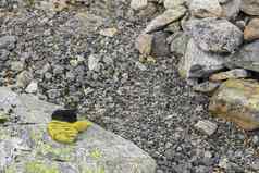 黄色的儿童手套被遗忘的失去了Veslehødn划船山挪威
