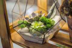 植物区系作文各种美美的玻璃玻璃容器花卉