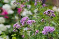 紫色的马鞭草属小花花园