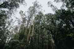 峰绿色树多雨的一天森林秋天