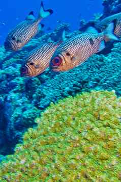 青铜soldierfish马尔代夫