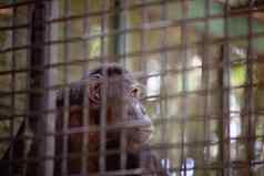 关闭关在笼子里黑猩猩猴子