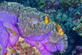黑鳍anemonefish珊瑚礁南阿里环礁马尔代夫