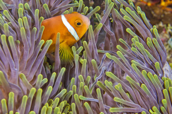 黑鳍anemonefish南阿里环礁马尔代夫
