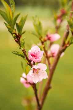 春天月4月桃子开花纹理背景