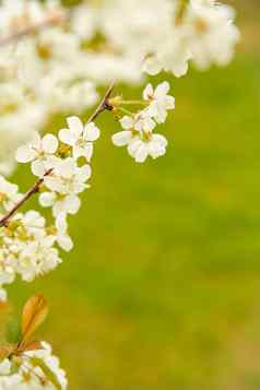 春天白色小花盛开分支苹果树