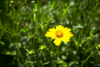 花被称为doronicum布鲁姆<strong>花圃</strong>明亮的黄色的