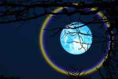 收获蓝色的月亮你好轮廓分支树晚上天空