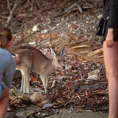 旅游拍摄澳大利亚袋鼠