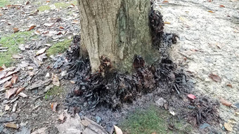 腐烂的恶心的黑色的蘑菇树树干