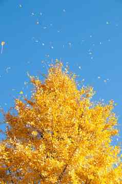金黄色的银杏树蓝色的天空东京日本