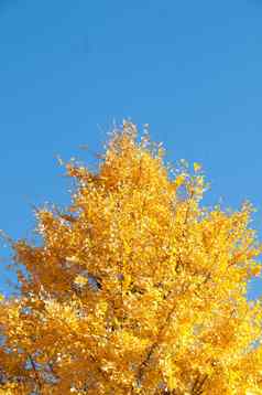 金黄色的银杏树蓝色的天空东京日本