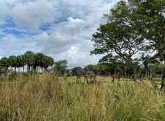 塔长颈鹿放牧树萨凡纳动物园