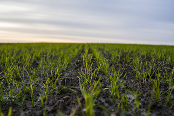 关闭年轻的小麦幼苗日益增长的场绿色小麦日益增长的土壤关闭发芽黑麦农业场日落豆芽黑麦小麦生长黑钙土种植秋天