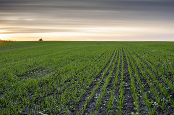景观年轻的小麦幼苗日益增长的场绿色小麦日益增长的土壤关闭发芽黑麦农业场日落豆芽黑麦小麦生长黑钙土种植秋天