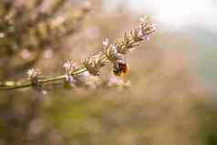 蜜蜂紫色的薰衣草花朵法国