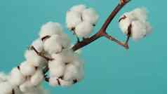 棉花分支真正的精致的软温柔的自然白色棉花球花分支机构