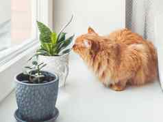 可爱的姜猫嗅探在室内植物花锅crassula无忧无虑毛茸茸的宠物气味多汁的植物白色窗口窗台上和平植物爱好园艺首页