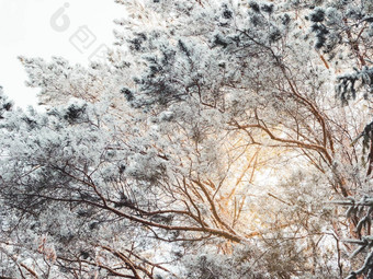 前松树降雪冬天森林雪天气木阳光明媚的一天自然背景