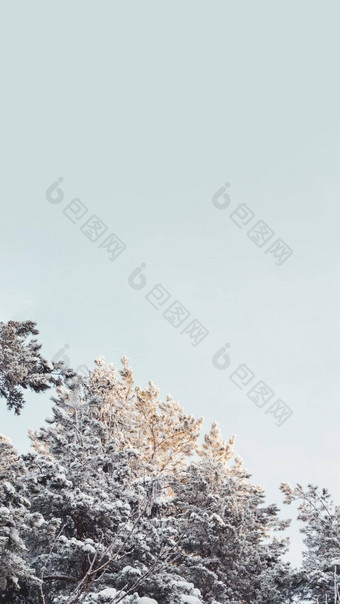 前松树降雪冬天森林雪天气木阳光明媚的一天自然背景