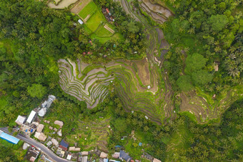 前空中视图农场帕迪大米种植园小农村村巴厘岛印尼郁郁葱葱的绿色灌溉字段包围热带雨林