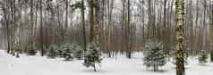 全景图像小冷杉树站白雪覆盖的公园多云的天气针冷杉树绿色颜色木叶子黑色的树干树