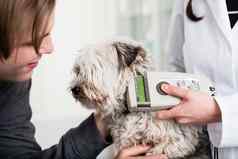 兽医专家检查生病的狗诊所