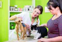 猫狗兽医宠物理发师