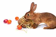 复活节复活节兔子复活节鸡蛋