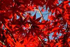 日本掌状的枫木独特的红色的叶子秋天季节