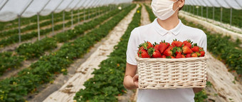 女场工人持有篮子草莓