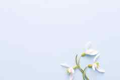 新鲜的雪花莲蓝色的背景的地方文本春天问候卡妈妈。一天平躺