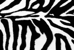 斑马动物皮肤摘要皮毛模式纹理设计打印背景