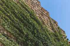 植被绿色自然艾薇植物葡萄树墙建筑天空
