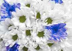 白色蓝色的新鲜的花婚礼花束纹理背景关闭