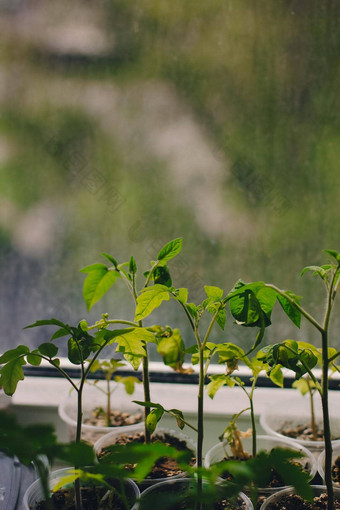 番茄<strong>幼苗</strong>可生物降解的锅窗台上<strong>幼苗</strong>西红柿泥炭锅婴儿植物播种泥炭锅托盘农业<strong>幼苗</strong>