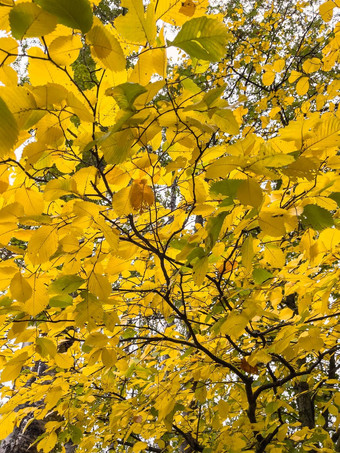 <strong>黄</strong>色的叶子<strong>标题</strong>树特写镜头视图秋天完整的摇摆不定的黑色的树树干