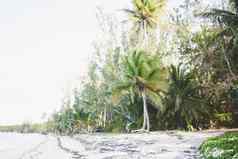 岛棕榈树丛林异国情调的自然热带地区