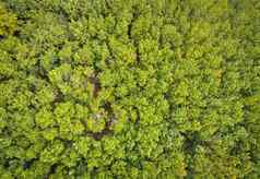 空中视图森林树环境森林自然背景纹理绿色树前视图森林橡胶种植园橡胶树农业