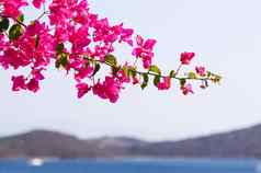 紫色的叶子花属花背景海岛