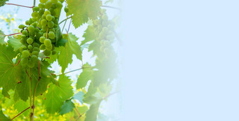 成熟的绿色葡萄葡萄园葡萄绿色味道甜蜜的日益增长的自然绿色葡萄他来了花园