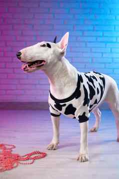 白色牛梗发现了狗衣服砖墙霓虹灯粉红色的蓝色的音调