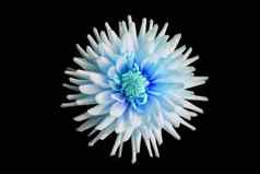 美丽的蓝色的大丽花