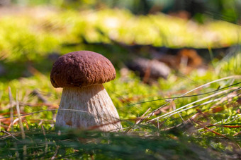 棕色（的）帽大口袋蘑菇自然