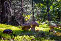 porcini蘑菇绿色草地森林生态旅游美丽的森林蘑菇美丽的帽背景森林