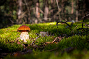 棕色（的）帽porcini蘑菇<strong>成长</strong>自然