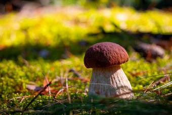 棕色（的）帽大口袋蘑菇成长自然