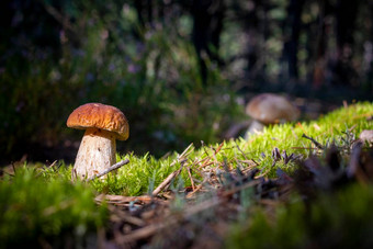 棕色（的）帽porcini蘑菇<strong>成长</strong>木