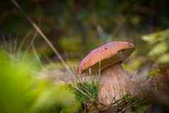 小棕色（的）帽可食用的蘑菇生长自然