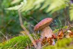 小棕色（的）帽可食用的蘑菇生长木